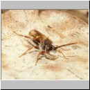 Nomada flava  - Wespenbiene w16.jpg